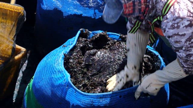 장갑을 끼고 파래를 다루는 사람