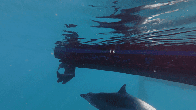 Dolphins swimming near a boat's propeller