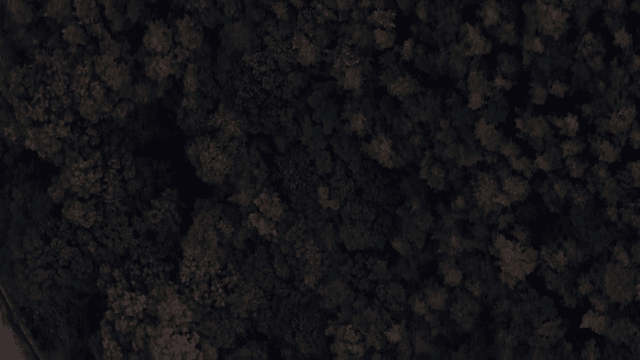 가을 단풍이 든 울창한 숲