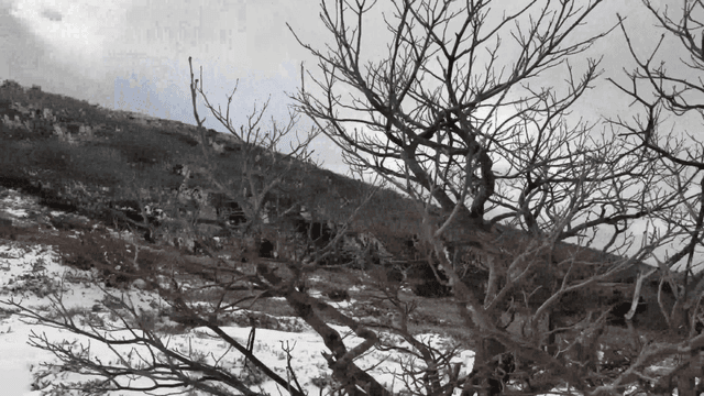 Snow-covered mountain landscape with trees