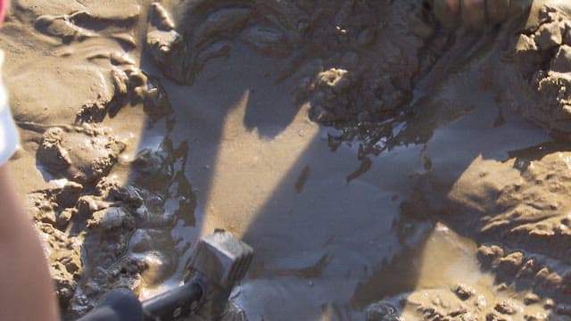 Collecting Clams from the Mudflat Revealed by Low Tide