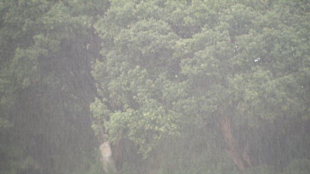 Heavy Rainfall on Lush Green Forest