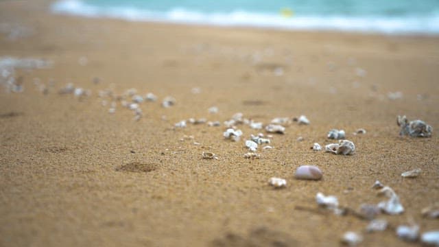 Serene Beach with Shells and Gentle Waves