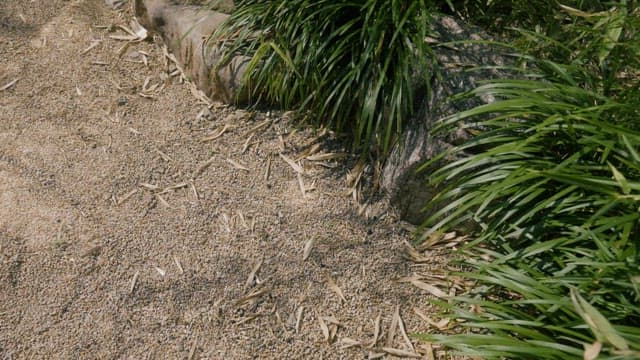 정원 돌 화단에 심겨진 초록 식물