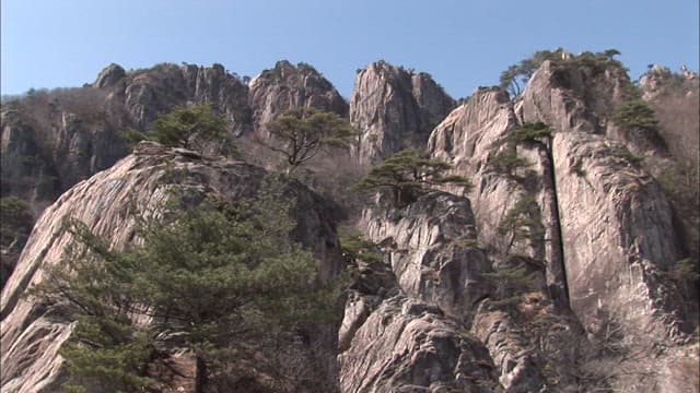 Majestic Mountain Cliffs with Pine Trees