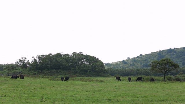 Cows grazing in a green pasture