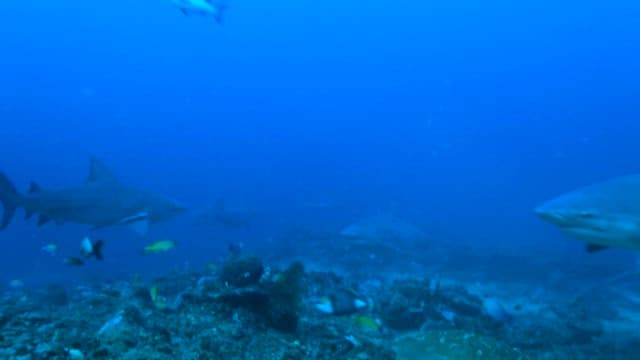 Sharks and Fish Swimming in Blue Ocean Depths