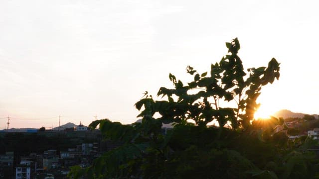Sunset over the town with swaying foliage in the foreground