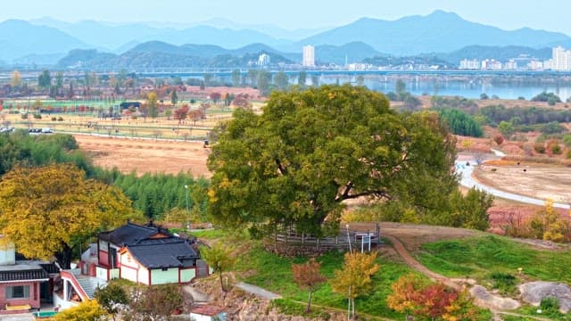 아름다운 시골 풍경 속 큰 나무