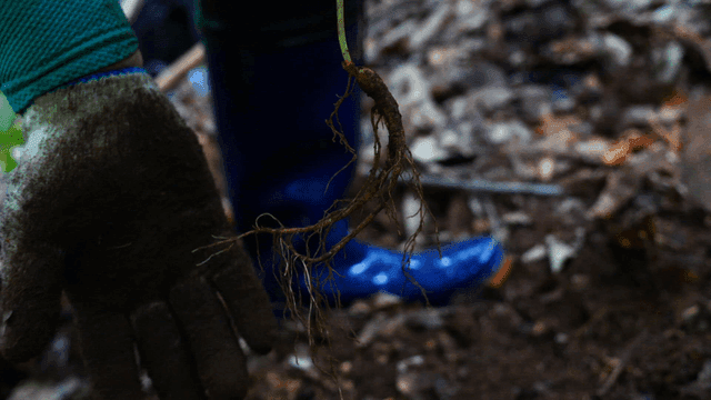 숲속에서 인삼 수확