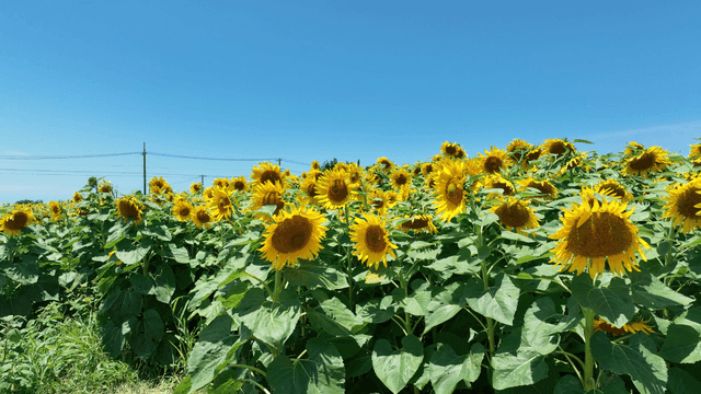 Sunflower field under clear sky