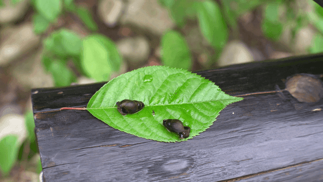 Snails on a green leaf in a forest
