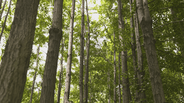 Tall trees in a lush green forest
