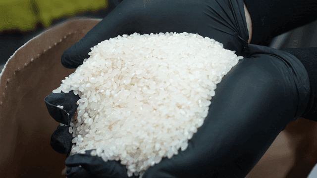 Rice lifted with gloved hands
