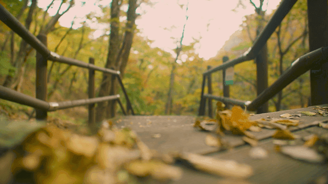 가을 낙엽이 덮인 나무 길
