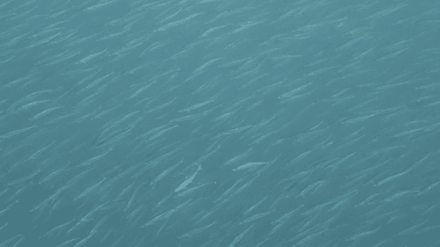 Shoal of fish swimming in clear water