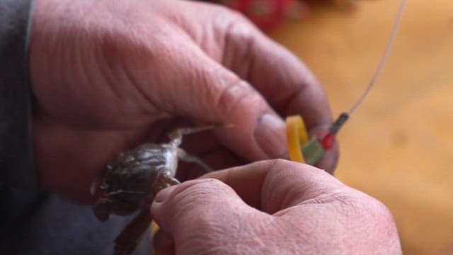 Hands tying crabs with rubber bands to make fishing bait