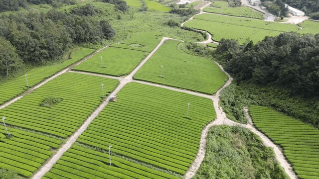 Lush green tea fields with a tractor