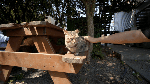 Person stroking cat on wooden table