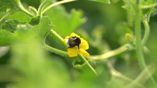 Bumblebee on yellow flower in garden
