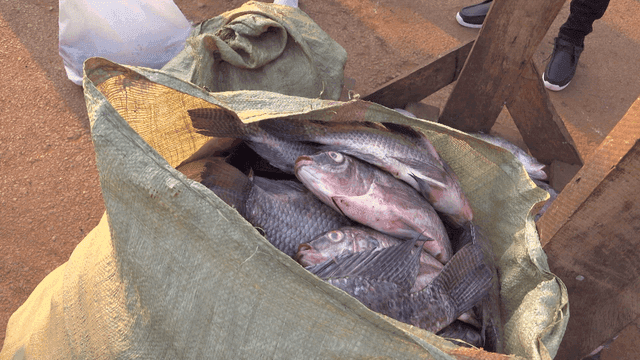 큰 자루에 담긴 갓 잡은 생선