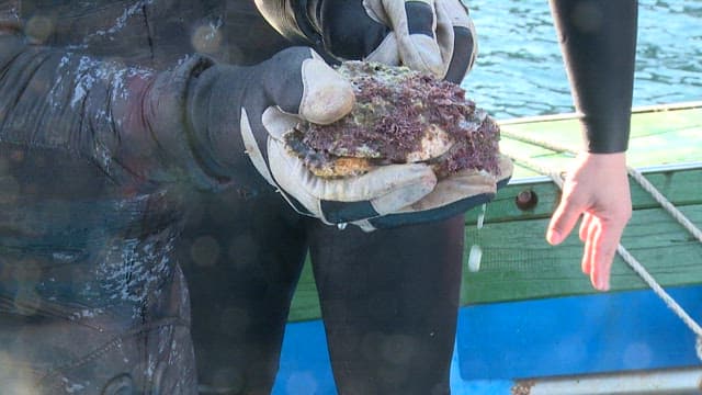 바다에서 수확한 해산물