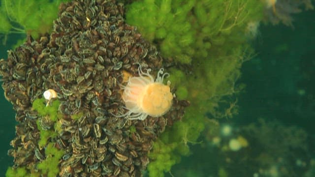 Sea anemone eating jellyfish