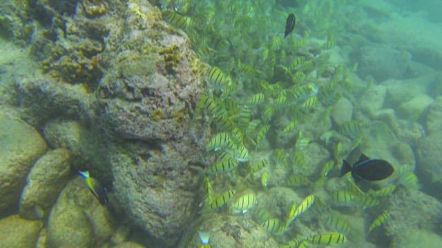 Underwater Scene with Tropical Fish and Coral