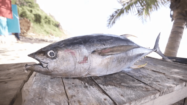 나무 테이블 위의 큰 참치