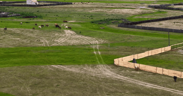 넓은 초원에서 풀을 뜯는 소들