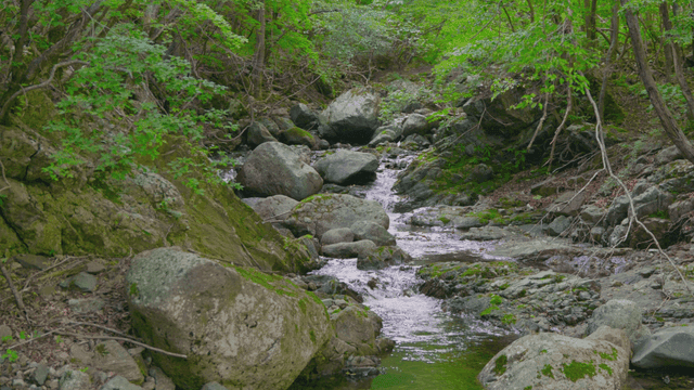 산속 푸른 숲 아래 흐르는 시원한 계곡물