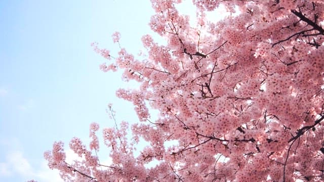 Blossoming Cherry Trees on a Sunny Day