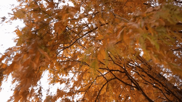 바람에 흔들리는 붉은빛 나무 잎들