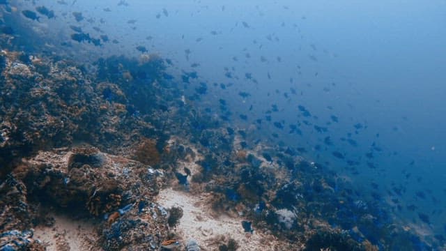 Serene Underwater Coral Reef with Blue Tropical Fish