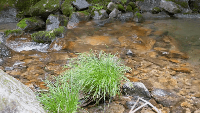 A tranquil stream with mossy rocks
