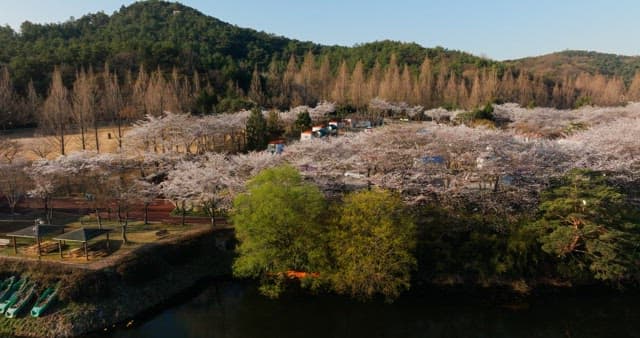 Scenic view of a park with cherry blossoms in full bloom and a Ferris wheel in the background