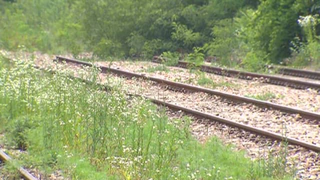 Wildflowers blooming on the railroad tracks at Gudun Station