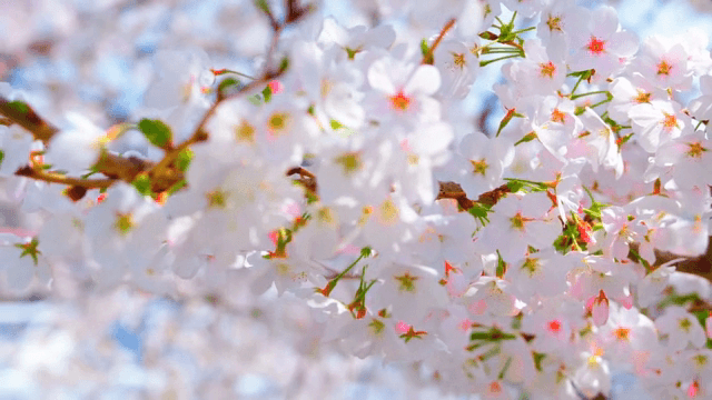 가지에 만개한 벚꽃