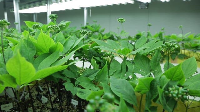 Green herbs growing in a greenhouse