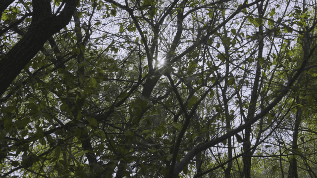 숲 속 나무 사이로 비치는 햇빛