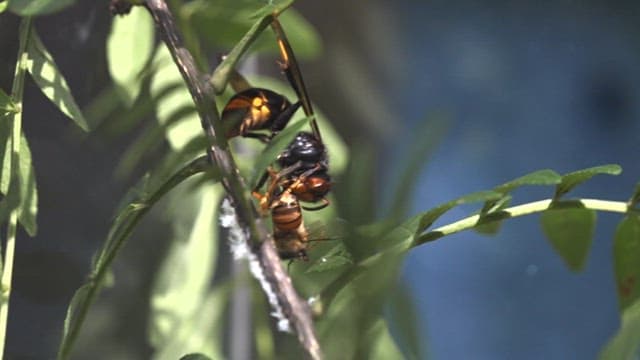 Wasp eating a bee on a tree trunk