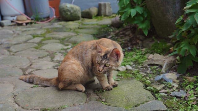 Brown cat that sits on a stone path surrounded by green plants and moss and remains vigilant