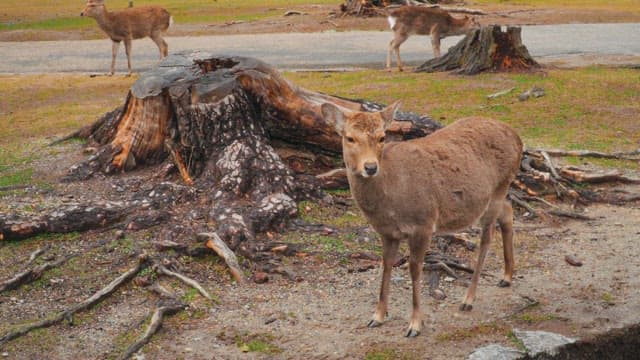 사슴이 있는 공원에서의 평화로운 산책