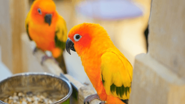 Colorful parrots perched on a branch