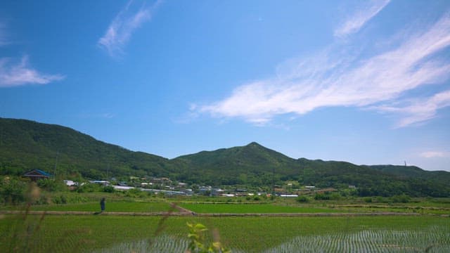 Tranquil Rural Landscape with Lush Paddy Fields