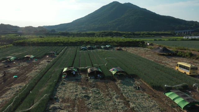 Field on a sunny day with fresh green onions growing