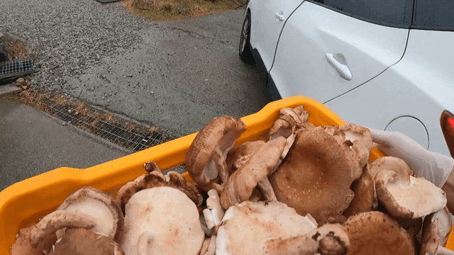 버섯이 담긴 박스를 옮기는 사람