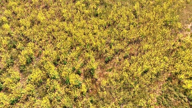 Field of yellow wildflowers