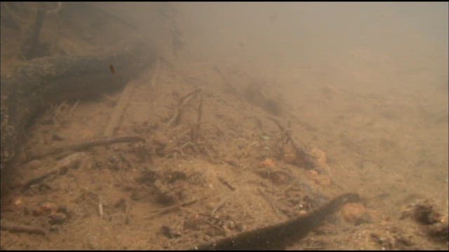 잔해 사이를 헤엄치는 드렁허리의 수중 전망