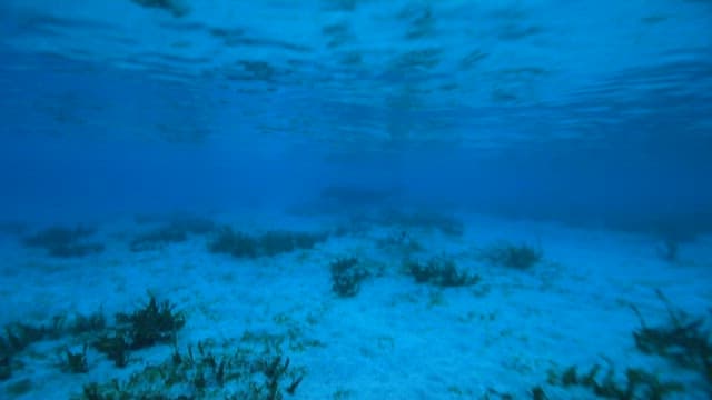 Dugong Swimming Peacefully Underwater